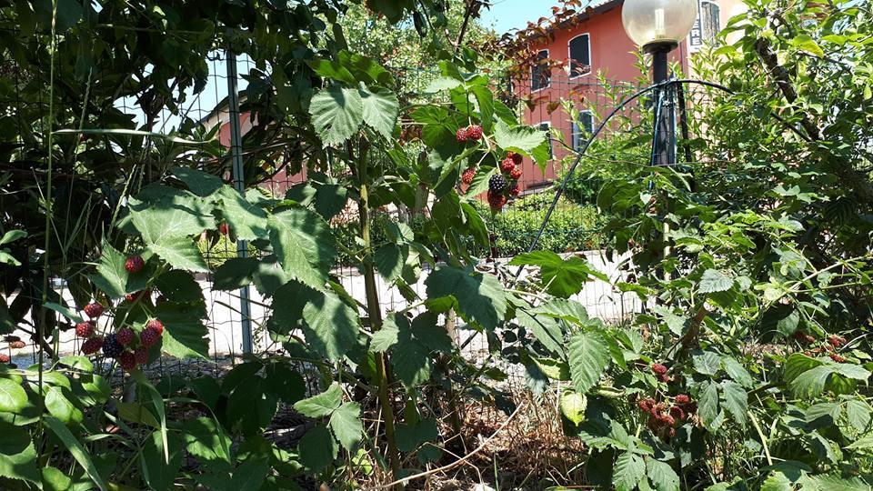 Quadrifoglio Relax Casa de hóspedes San Donà di Piave Exterior foto